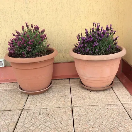 Portese La Terrazza Di Piero サン・フェリーチェ・デル・ベナーコ